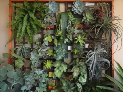 Les étapes pour créer un mur végétal intérieur avec des plantes faciles à entretenir